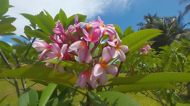 Tropical Pink Frangipani Flowers Swaying in the Wind