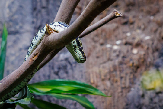A carpet python (Morelia spilota)