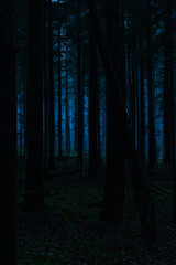 Obraz premium Stimmungsvoller Blick in den Wald mit Nebel