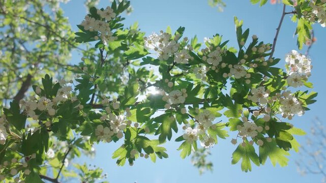 Bottom-up view, branch of a blossoming hawthorn tree, covered with white flowers, buds, and green leaves, sways in the wind against a blue sky on a bright sunny day, in backlit by the sun
