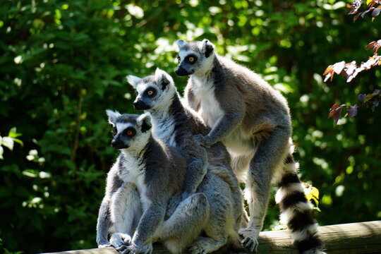 Three ring-tailed lemurs sitting together on a wooden beam, lemur catta family group
