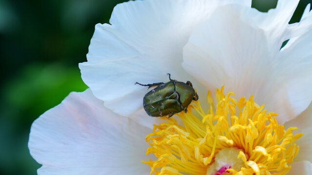 Rose chafer beetle feeding on a white peony flower, cetonia aurata on peony blossom