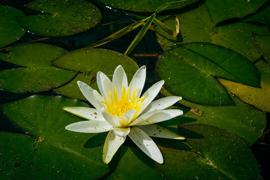 Wei&szlig;e Seerose im Sommer