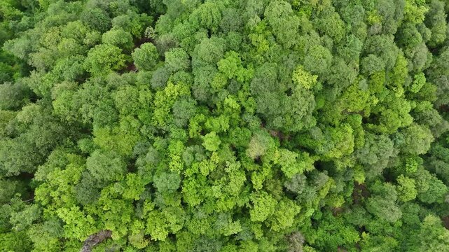 4K UHD Straight Down Drone View of Dense Green Forest Canopy.