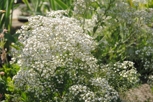 Baby's Breath