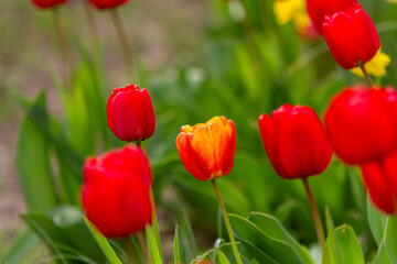 Fototapeta premium Vibrant red and yellow tulips blooming in spring garden with green leaves background