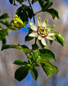 Passion fruit (Passiflora incarnata) blossom