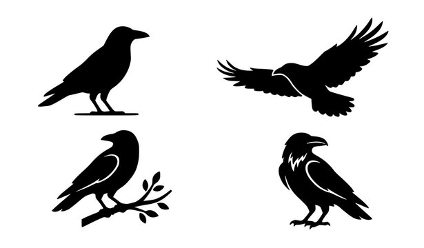 Raven and Crow Bird Silhouette Set Vector Illustration Collection