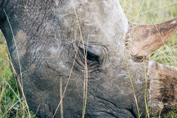 Extreme close-up of a rhinoceros eye and horn texture © tim