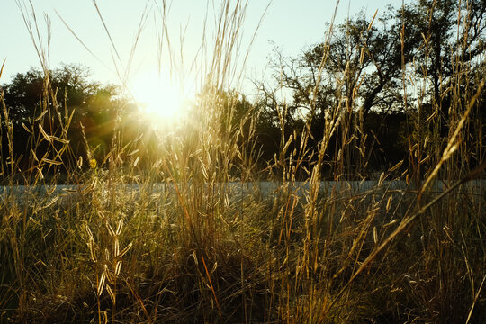 Golden autumn sunlight shining through tall grasses in a Texas field