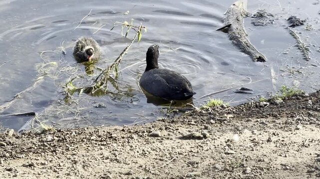 American coot feeds its chicks in lake shallows