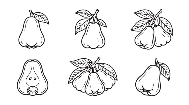 Set of rose apple fruit sketches line art collection with roseapple tropical illustration botanical monochrome ingredient isolated collection nutrition vitamins agriculture