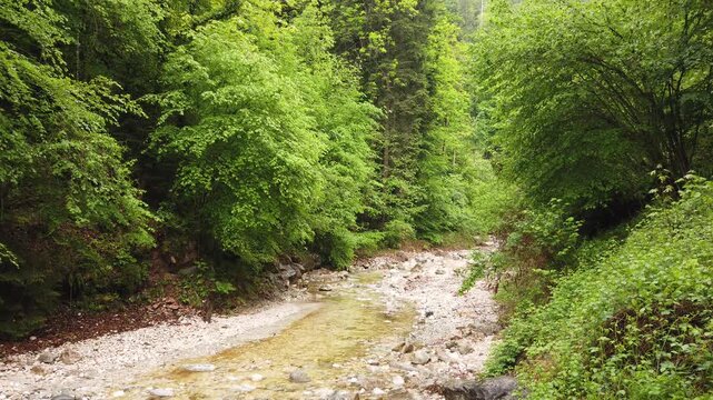 Clear mountain stream flowing through rocky forest landscape with trees and natural wilderness scenery in the mountains
