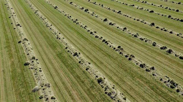 Field with Windrows of Hay