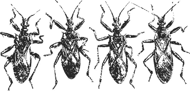 Four distinct insect specimens in detailed black ink vintage entomology illustration