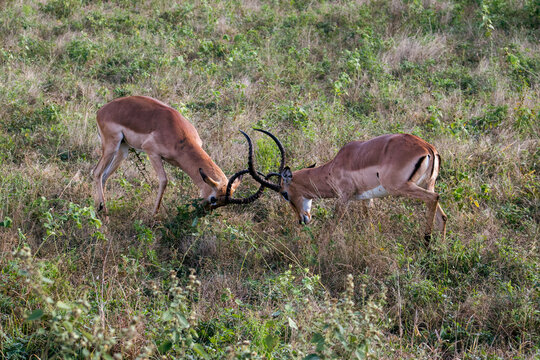 Two impala rams fighting and locking horns in grassland