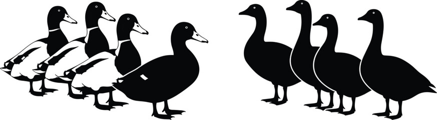 Silhouette illustration of ducks and geese facing each other, highlighting species differences in body shape, neck length, and posture for design inspiration © bipul stok