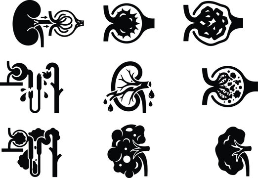 Human Kidney Anatomy and Nephron Function Vector Icon Set for Medical Education, Urology Healthcare & Biological Research Presentations (EPS)