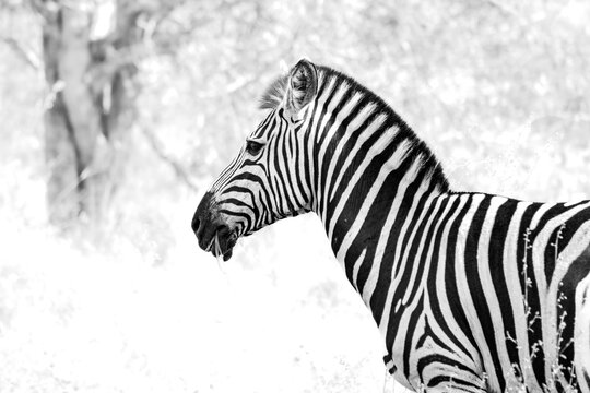 Black and white zebra side portrait in bright bushveld light