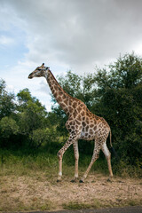 Naklejka premium Giraffe walking beside a safari road in South African bush