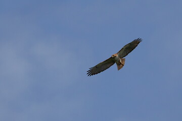 Obraz premium Red shouldered hawk inflight soaring high in blue sky hunting prey. 