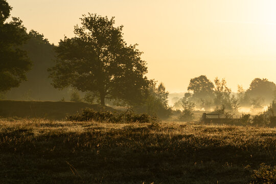 Diepenbeek, Belgium. Sunrise over misty wetland with solitary tree and golden light in De Maten nature reserve