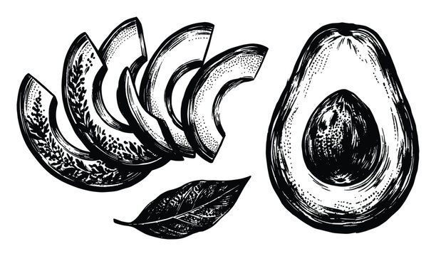 Avocado fruit slices and half with pit ink drawing vector