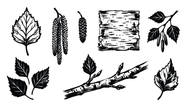 Birch tree branches leaves catkins and bark texture vector