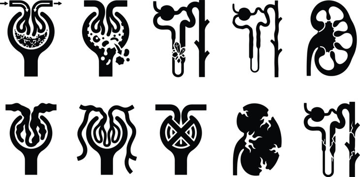 Human Kidney Nephron and Glomerulus Anatomy Medical Vector Icon Set for Healthcare Education, Urology Research & Biological Infographics (EPS)
