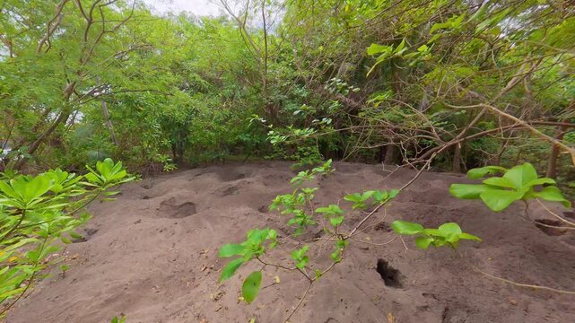 Pristine Maleo Bird Nesting Ground and Endangered Wildlife Conservation Area on the Sand Beach of Masare Island near Siau North Sulawesi Indonesia 4K Footage