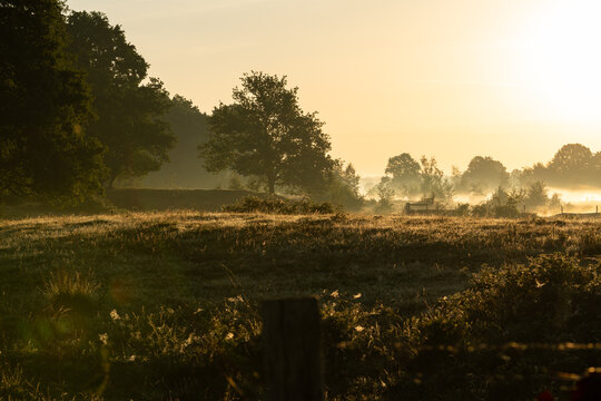 Diepenbeek, Belgium. Misty sunrise landscape with tree, fence and golden light in De Maten nature reserve