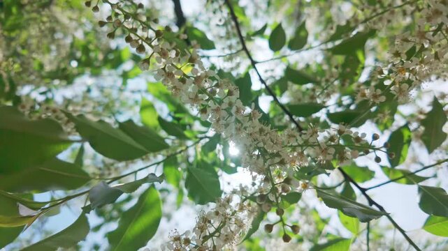 Close-up of branche covered vith white flowers and buds on a blooming Chokecherry tree swaying in the wind against a blue sky, a ray of sunshine breaks through the foliage
