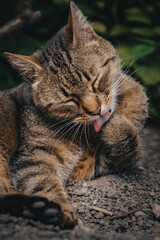 Close-up portrait of a beautiful domestic tabby cat with eyes closed, gracefully licking its paw during a diligent self-grooming session in an outdoor natural setting, surrounded by blurred green © Valetonchik