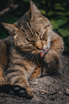 Close-up portrait of a beautiful domestic tabby cat with eyes closed, gracefully licking its paw during a diligent self-grooming session in an outdoor natural setting, surrounded by blurred green