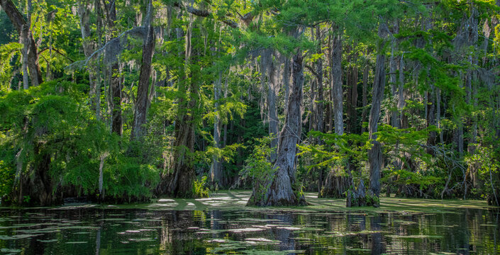Bald cypress and water tupelo trees in Merchants Millpond State Park in North Carolina,