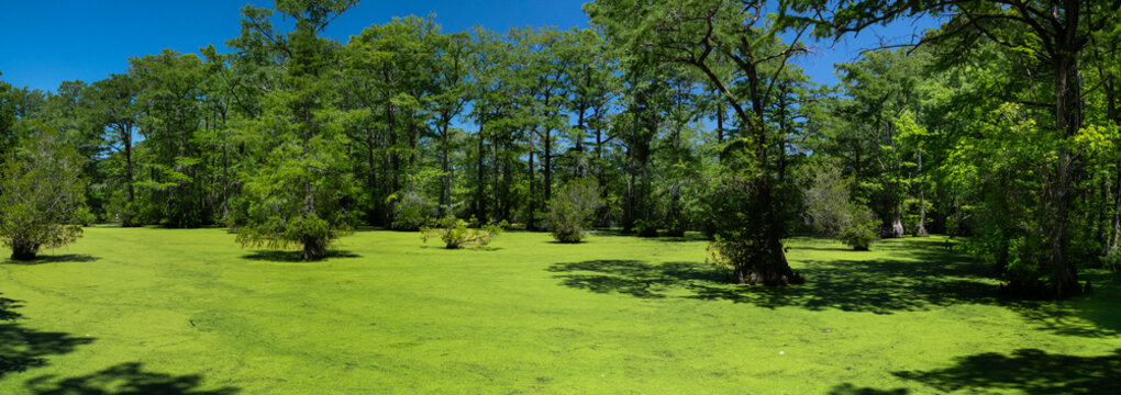 Billions of Tiny Duckweed (Lemna perpusilla) plants covering the surface of Merchants Millpond in N.E. North Carolina. Bald cypress and water tupelo trees in background.
