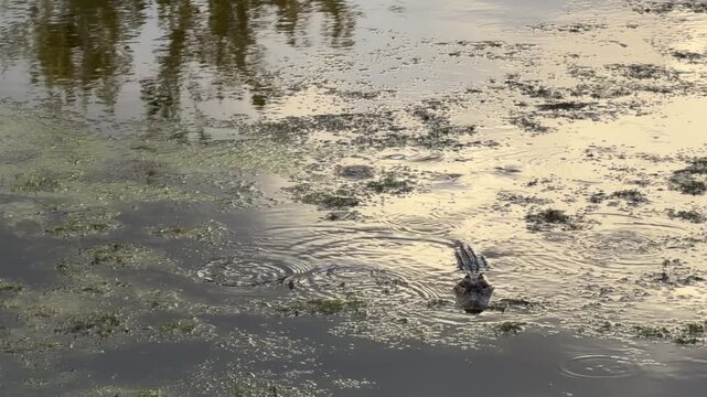 American alligator (binomial name: Alligator mississippiensis), maybe adult, on the lookout for prey in a small pond after rain in a suburban residential area on a spring evening in southwest Florida