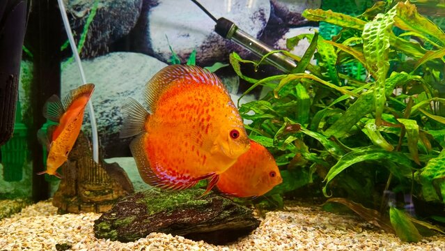 Colorful aquarium fish swimming in freshwater tank, tropical pet hobby.