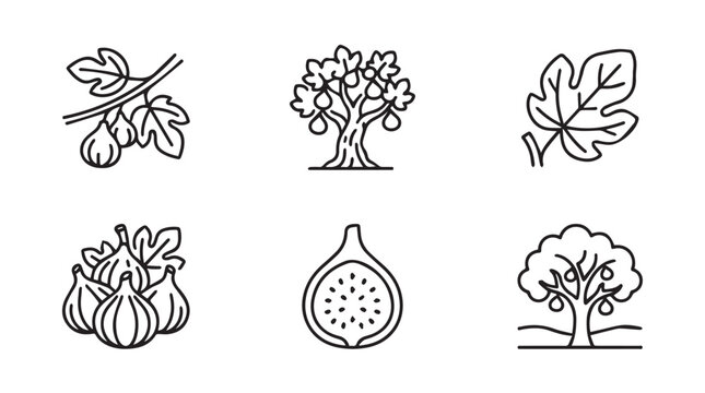 Collection of fig fruit and tree botanical line art icons with agriculture botanical monochrome illustration collection nutrition vegetarian ingredient minimalist foodstuff cultivation