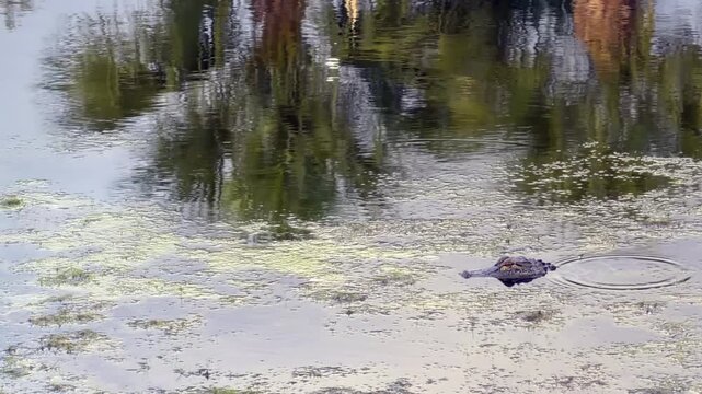 An American alligator (binomial name: Alligator mississippiensis) floats motionless, head above water, in a reflective retention pond on an evening late in May (mating season) in southwest Florida