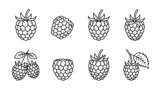 Set of fresh raspberry fruit hand drawn line art icons with raspberry agriculture botanical monochrome illustration collection nutrition vegetarian ingredient minimalist vitamins foodstuff