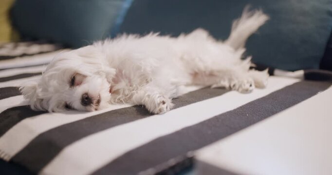 Adorable small white dog sleeping peacefully on a striped bed with colorful cushions in the background, exuding warmth and tranquility in a cozy home setting