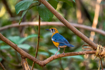 Fototapeta premium Orange headed thrush perched on a forest branch with vibrant orange plumage and soft natural light.