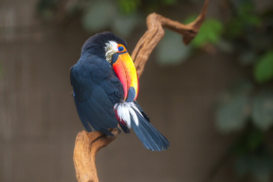 Toco toucan sitting on a curved wooden branch preening its black feathers against a blurred green background in zoo