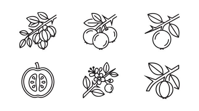 Hand-drawn karanda berry or plum collection with illustration monochrome isolated botanical vegetarian ingredient agriculture collection delicious