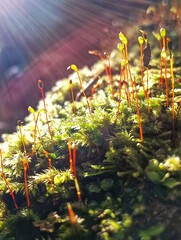 makro życie © NaturePhoto