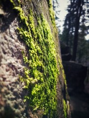 porośnięta skała © NaturePhoto