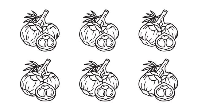 Set of hand drawn nutmeg fruits and seeds vector illustration with botanical ingredient illustration monochrome aromatic seasoning agriculture collection isolated background artistic