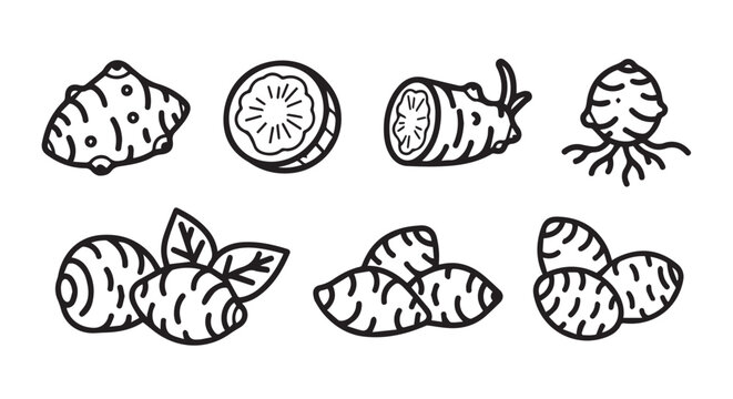 Set of jerusalem artichoke sketches with artichoke vegetable handdrawn illustration ingredient nutrition culinary isolated collection botanical monochrome agriculture sunchoke