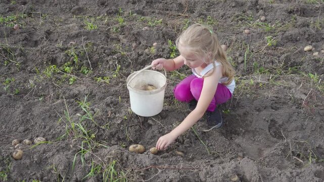 Cute child helping with potato harvest on a farm, Little girl gathering fresh potatoes in the field
